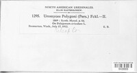 Uromyces polygoni-avicularis image